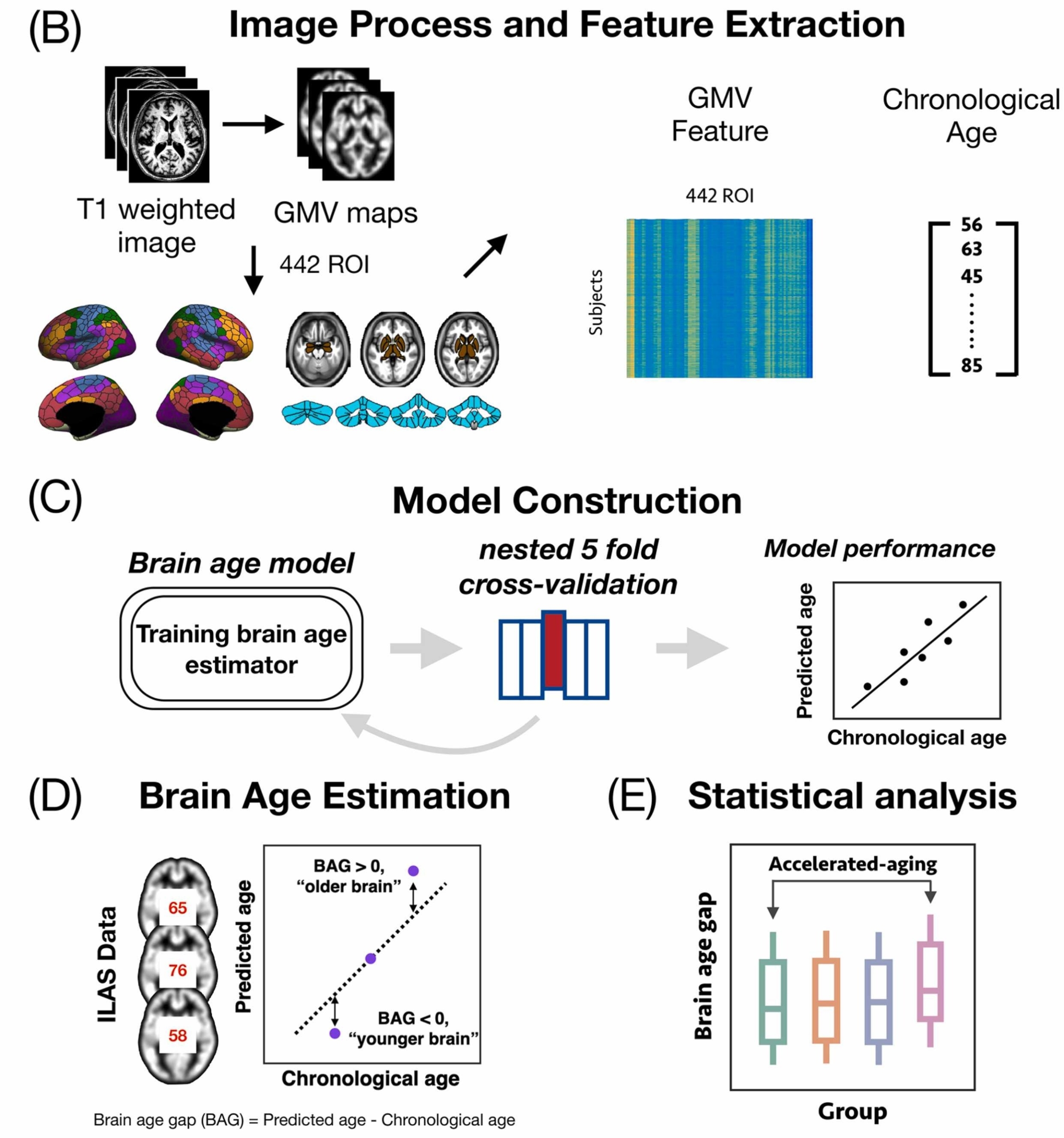 Predicting Aging Processes and Disease Risk Using Brain Imaging: A ...